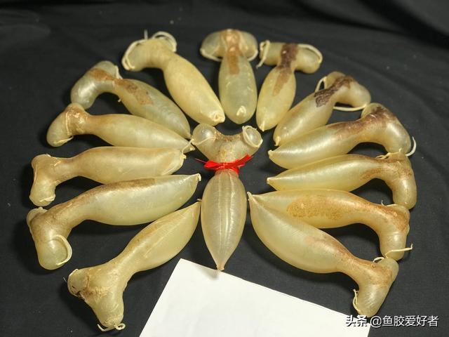 蜘蛛鱼胶的价格 2026年蜘蛛鱼胶功效 蜘蛛鱼胶的价格 2026年蜘蛛鱼胶功效