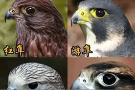 狩猎奇遇（36）|借来海东青，空战灭金雕，谁是空中王者？图片