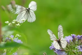 庄生晓梦迷蝴蝶#唤醒好春光#图片