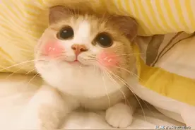 聘猫、纳猫、取名，古人还有哪些撸猫仪式？图片