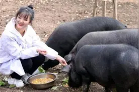 3年前，大学毕业回村养猪的女孩相亲被拒，父母：用300头猪当嫁妆图片