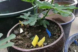 “旧水缸”别扔，种下1棵无花果，果实大又甜，长势喜人收获满满图片