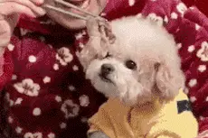 你有过哄狗狗吃饭的经历吗？就像哄小孩一样图片