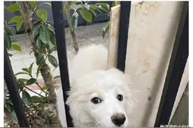 “大家怎么称呼陌生的狗狗？”这个是怎么做到全国统一的！哈哈哈图片