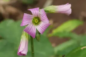 《欲言又止》图片