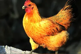 土鸡和饲料鸡如何分辨？火眼金睛，分分钟教你选购营养丰富的土鸡图片