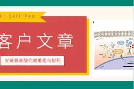 客户文章 | 代谢流-肿瘤细胞的支链氨基酸代谢重组与耐药图片