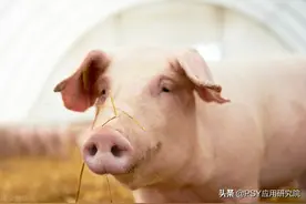 断奶小猪咳嗽，该怎么处理？图片