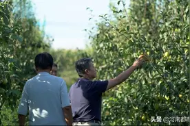 “公益助农”帮助河南红香酥梨打开线上销售新渠道图片