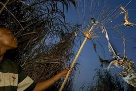燕子耗时三月飞万里到南半球过冬，历经千辛万苦，却上了非洲餐桌图片