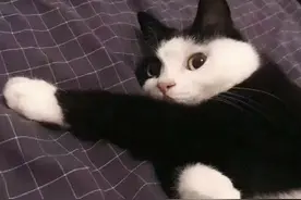 猫咪表情包合集：你的小可爱已提刀在来的路上图片