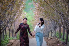 人民网 商城县：“樱花”为媒促发展图片