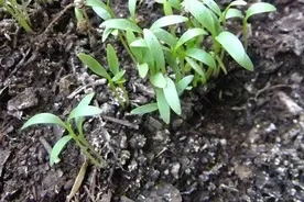 郑州市大棚哈密瓜、香菜、芹菜、生菜一年四茬高效栽培关键技术图片