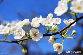 白居易为什么用，梨花一枝春带雨形容杨贵妃，梨花有什么寓意？图片