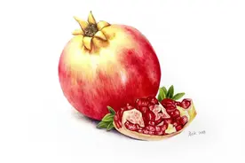 色铅彩绘 | 石榴的细节与步骤画法【零基础彩铅画入门教程】图片
