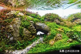 鱼缸丢下田螺、蚬子、黑壳虾，绿藻去无踪，多了还能捞出来炒了吃图片