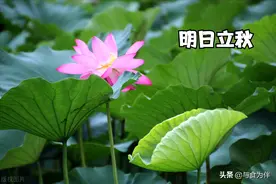 明日立秋，这6道“贴膘菜”解嘴馋，让家人吃好，挺起精神过秋天图片