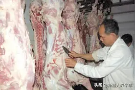 肥牛黄膘病是怎么回事？图片