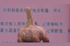 快来看！邯郸大名首届“蒜王”有多大？图片