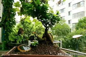人靠衣装马靠鞍图片
