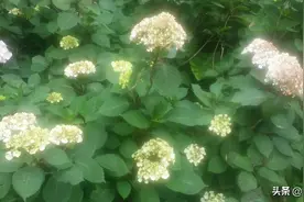 球形，艳丽，有时美丽是陷阱，绣球好看却有毒，可观赏不要轻易摘图片