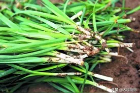 “六月韭臭死狗，九月韭佛开口”是什么意思？六月韭菜不能吃吗？图片