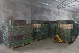 规模化禽蛋养殖工厂，鸡蛋筛检流水线操作，设备太震撼图片