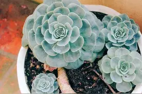 夏季盆栽多肉石莲花，如何养出俏丽株型？注重3点，不长徒变丑图片