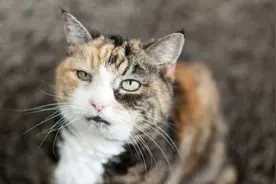 猫咪常见 5 类老年病图片