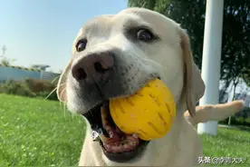 麦扣是家人，最真心的治愈系图片