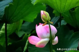 中医高手，把经方讲得如此透彻图片