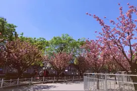 紫藤公园预约入园首日各时段约满，每个时段限500人次图片