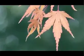 小提琴曲《片片枫叶情》重阳节将至，愿您快乐常在，幸福长久图片