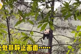 秦岭大熊猫雨天挂树睡觉两小时 网友：谁家的毛绒玩具熊挂树上晒忘收了？图片