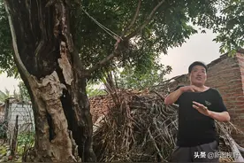 “低调”古树隐藏村中，活了1千多年，今生“孩子”堪称奇迹图片