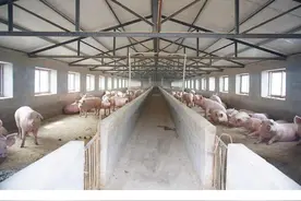 生猪代养，一头能拿400元的代养费吗图片