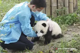郑重宣布，这里的熊猫你都可以承包图片