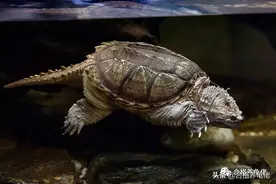 注意：工地神龟已经不限于鳄龟了图片