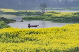 耍郊 | 泛舟邛崃“千岛湖”遍赏“水乡”油菜花图片