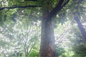 价值千金的金丝楠木，为什么没有人去种植呢？图片