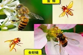 又有“00后”揪出课本错误，我猜你也把它认作了蜜蜂图片