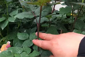 一枝独秀的月季，怎么对待它才好？图片