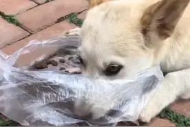 宠物犬被丢弃后，它自己能明白吗？会不会跟其它流浪狗诉苦图片