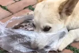 宠物犬被丢弃后，它自己能明白吗？会不会跟其它流浪狗诉苦图片