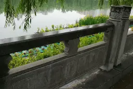 湖岸清风垂杨柳，雨中碧波荡枝头图片