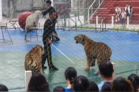老虎出山，霸气登场图片
