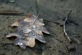 科普|你爱闻的雨后泥土味，其实是细菌布下的“陷阱”图片
