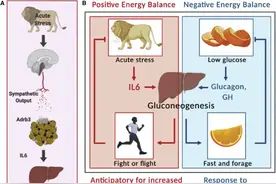 脑科学日报：超声有望治疗最致命的脑瘤；焦虑为何会让你发胖？图片