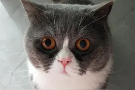 给猫咪做安乐之后，我又后悔了图片