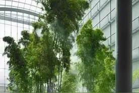 竹子有26种，详解，配图图片